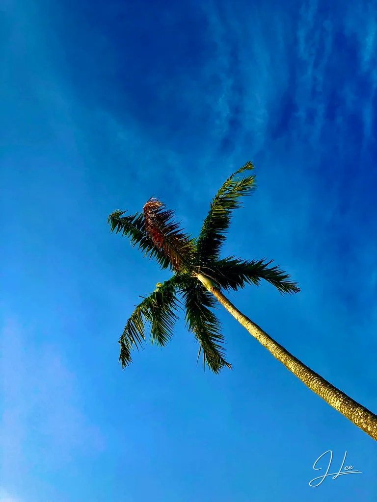 A tall palm tree seen from below against a deep blue sky.